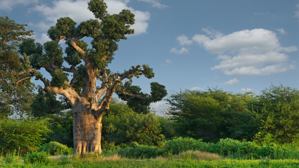 Senegal: Tudo Incluído no Riu Baobab